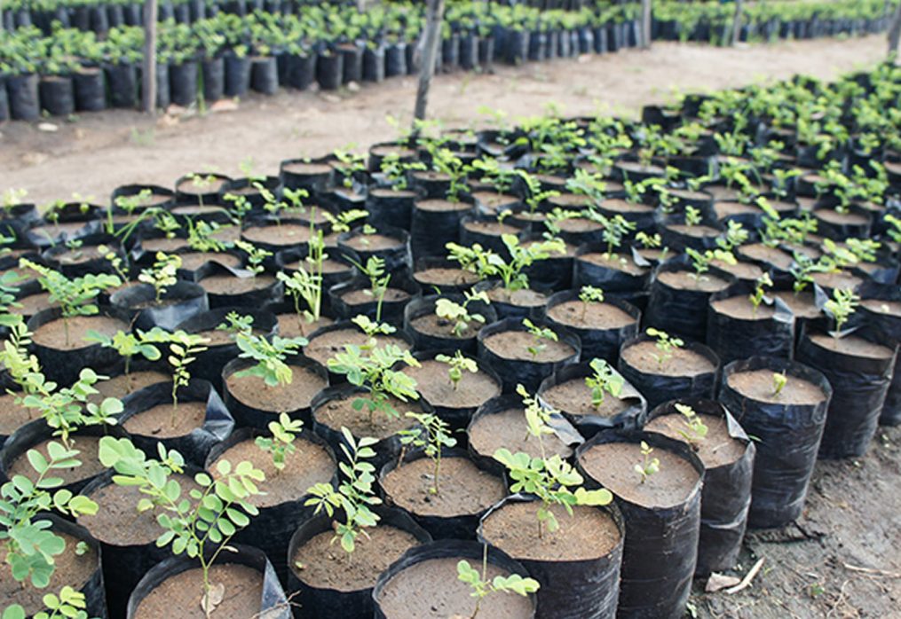 African Blackwood Seedlings